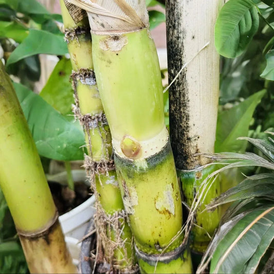 3 Green Sugarcane Cuttings Ready to Plant Sweet Juicy Stalks Tropical Grass