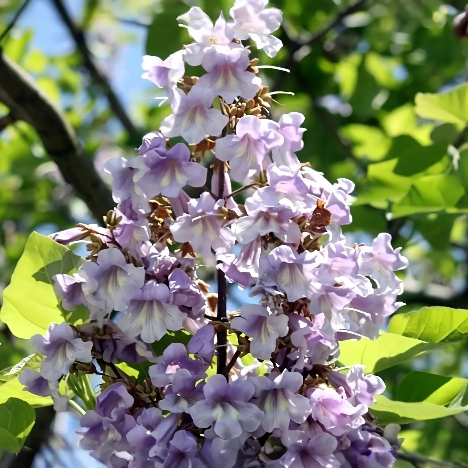 100 Royal Empress Tree Seeds (Paulownia tomentosa), Purple Flowers, Fast-Growing Tree, Decorative Tree, Garden Starter, Landscape Plant