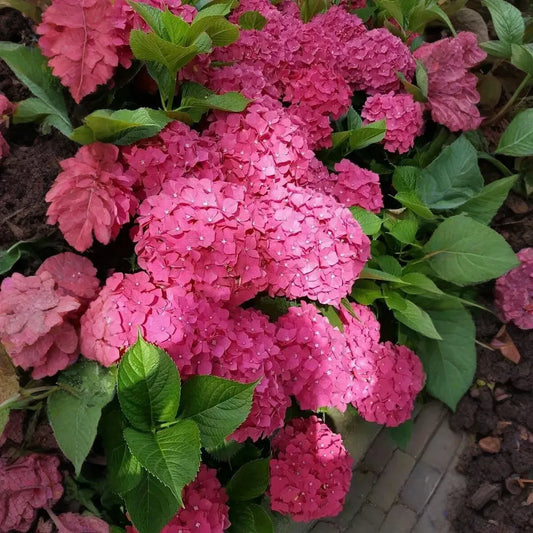 6 Live Fresh Heirloom MAGENTA Hydrangea Cuttings - 6" Unrooted - Easy to Grow, Beautiful Blooms, Hydrangea macrophylla, Garden Plant