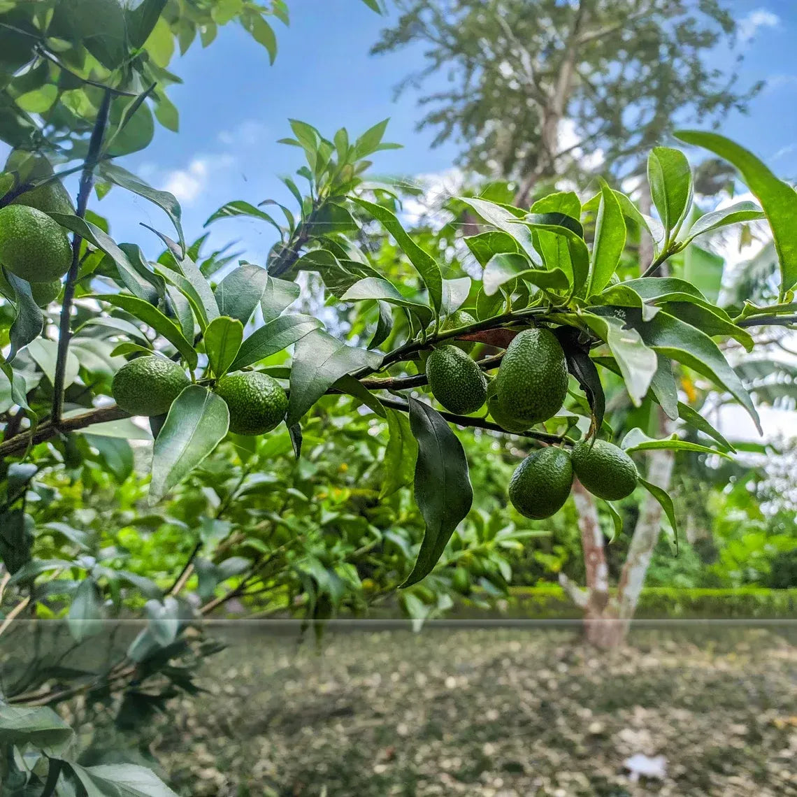 2 Full Florida Avocado Unrooted Cuttings for Grafting - Persea americana Choquet - Grows Huge Fruit - Perfect for Backyard Garden