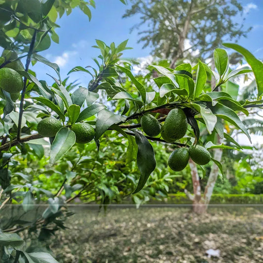 2 Full Florida Avocado Unrooted Cuttings for Grafting - Persea americana Choquet - Grows Huge Fruit - Perfect for Backyard Garden