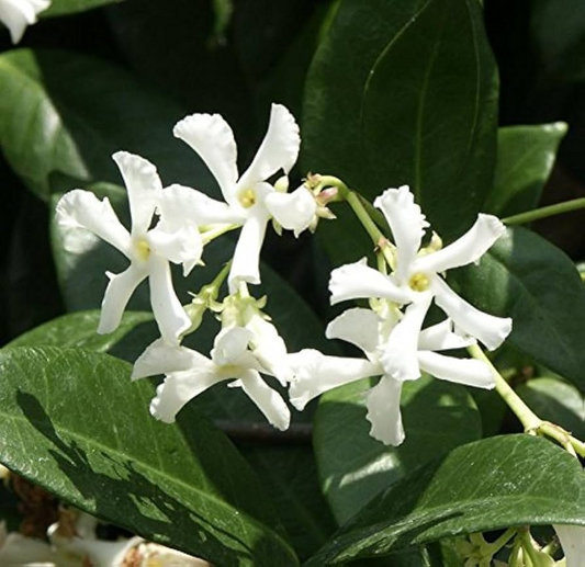 White Star Jasmine Cuttings - 6 Live Cuttings, Trachelospermum jasminoides, Fragrant Vine