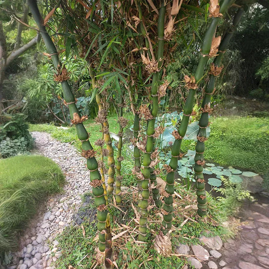 Bambusa ventricosa Cutting, Buddha Belly Bamboo, 1 Rooted Division, Clumping Bamboo, USDA Zones 9-11