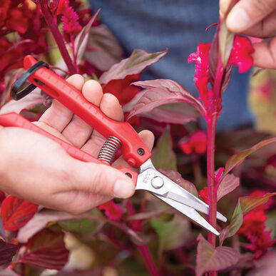ARS Fruit Harvest Shear Stainless Steel SE-45