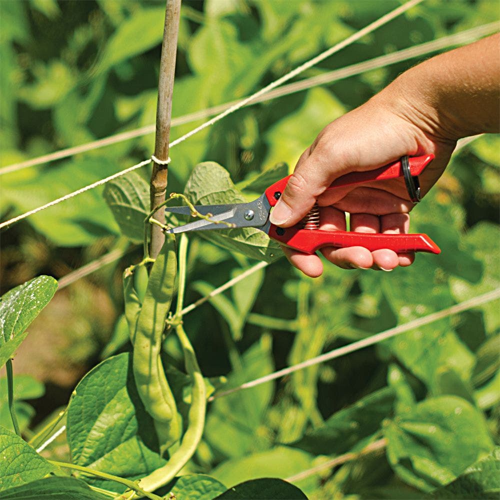 ARS Fruit Harvest Shear Stainless Steel SE-45