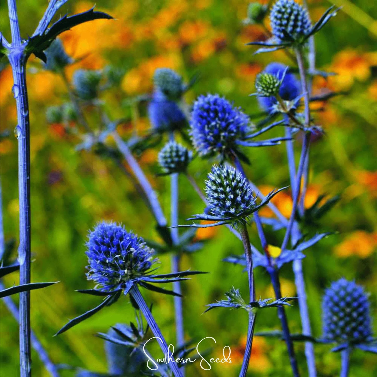 Alpine Sea Holly – 25 Seeds