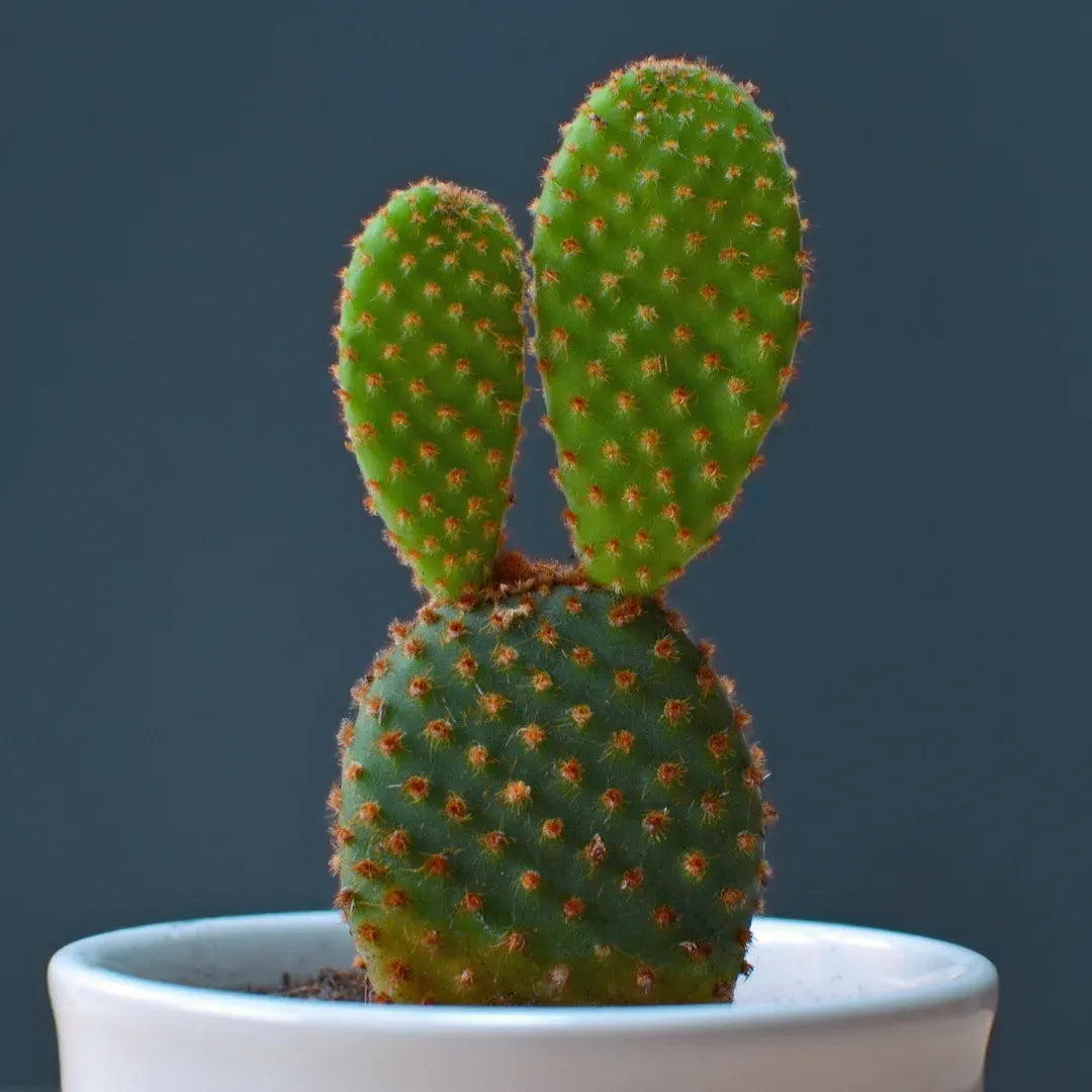 Opuntia Mix "Prickly Pear" Seeds - 🆕 New Arrivals, All Products, Products from Plantflix, 🏡 Home + Garden - Little Red General Store