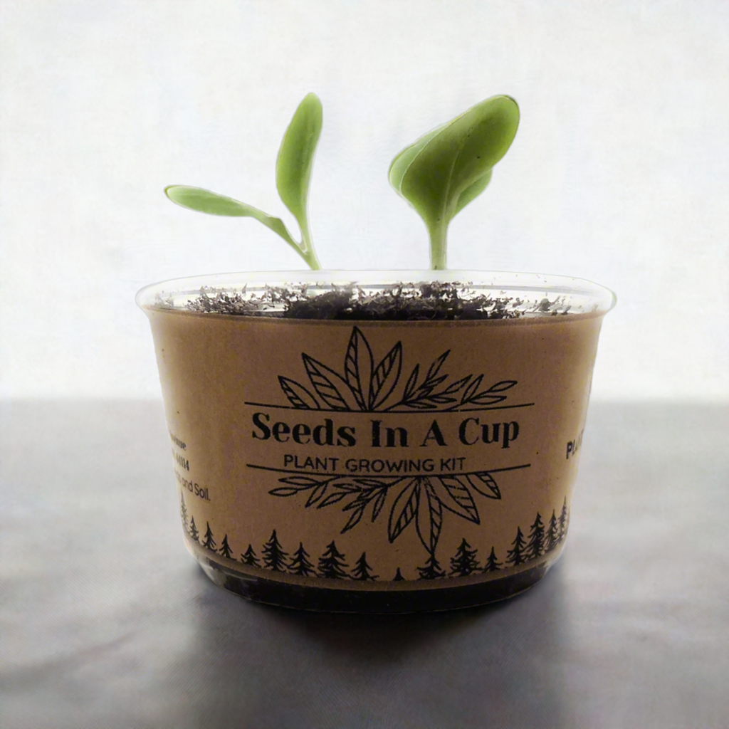 American Ash | Tree Grow Kit  |  Seeds In A Cup®
