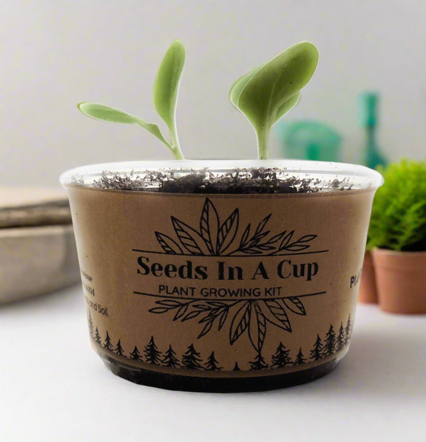 American Elm Tree  |  Seed Starter Grow Kit  |  Seeds In A Cup®