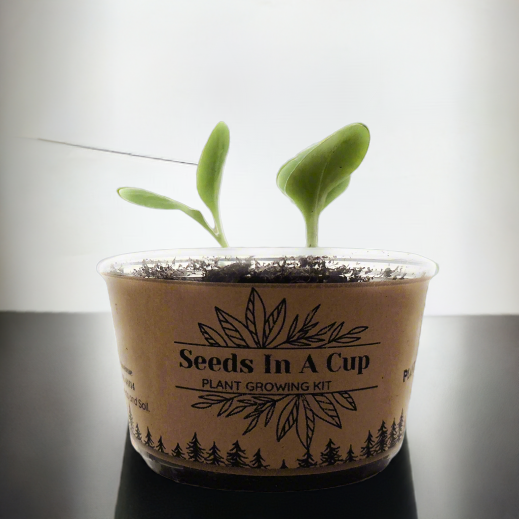 American Ash | Tree Grow Kit  |  Seeds In A Cup®