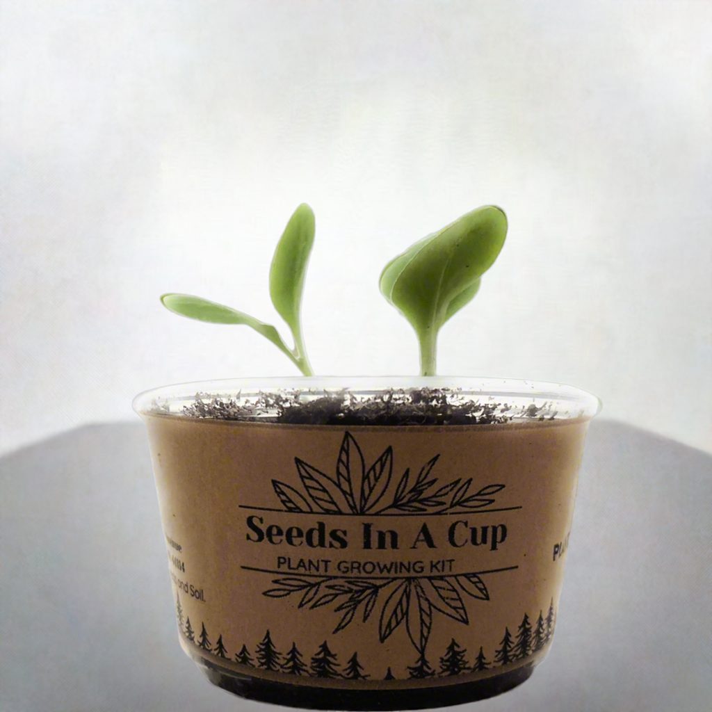 American Ash | Tree Grow Kit  |  Seeds In A Cup®