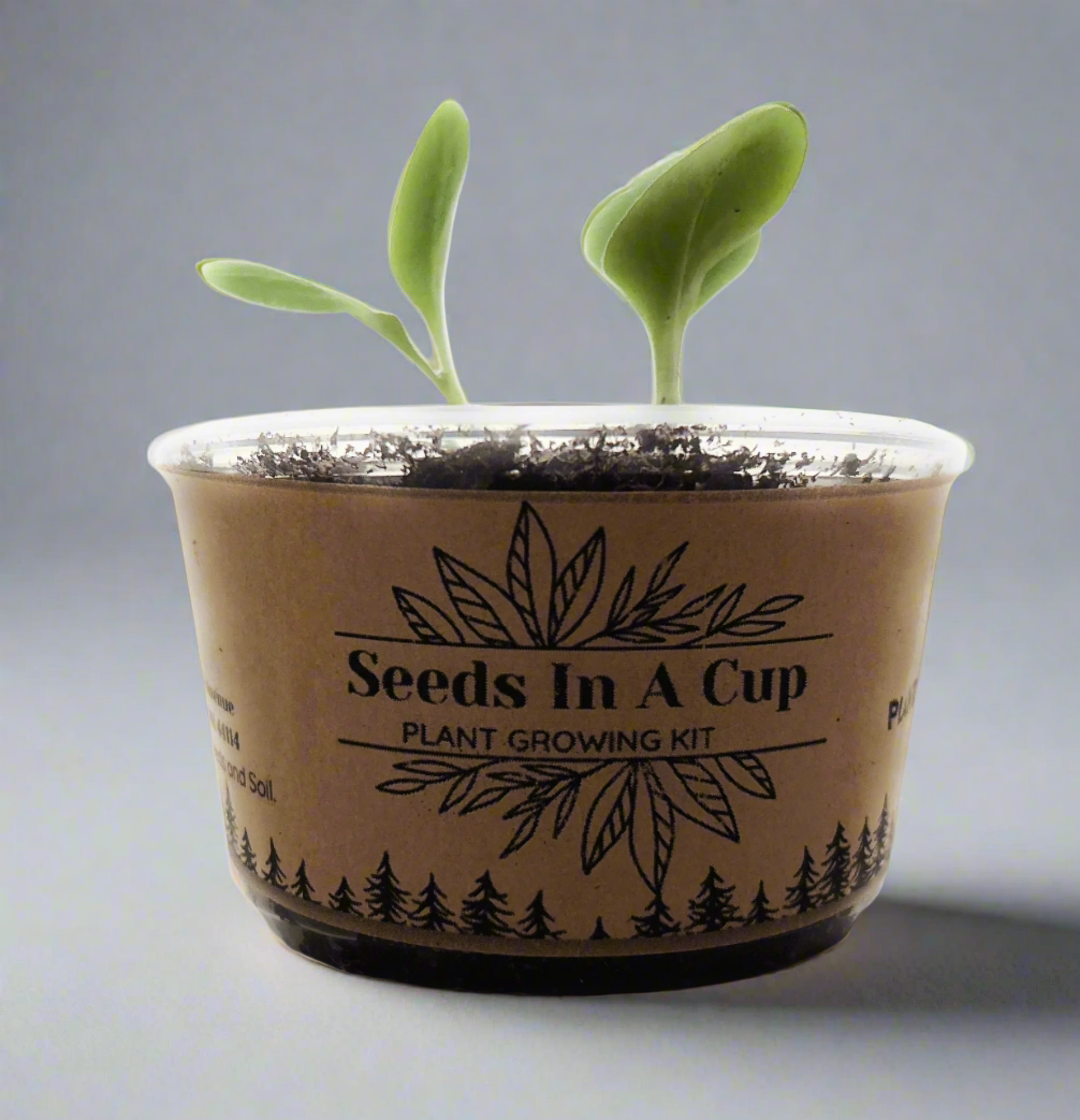 American Elm Tree  |  Seed Starter Grow Kit  |  Seeds In A Cup®