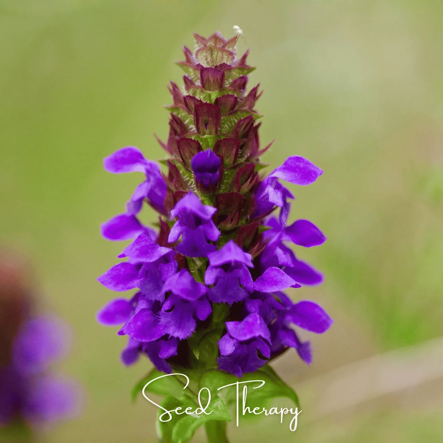 Self Heal (Heal All, All Heal) – 50 Seeds