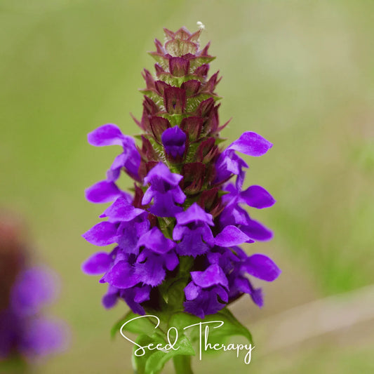 Self Heal (Heal All, All Heal) – 50 Seeds