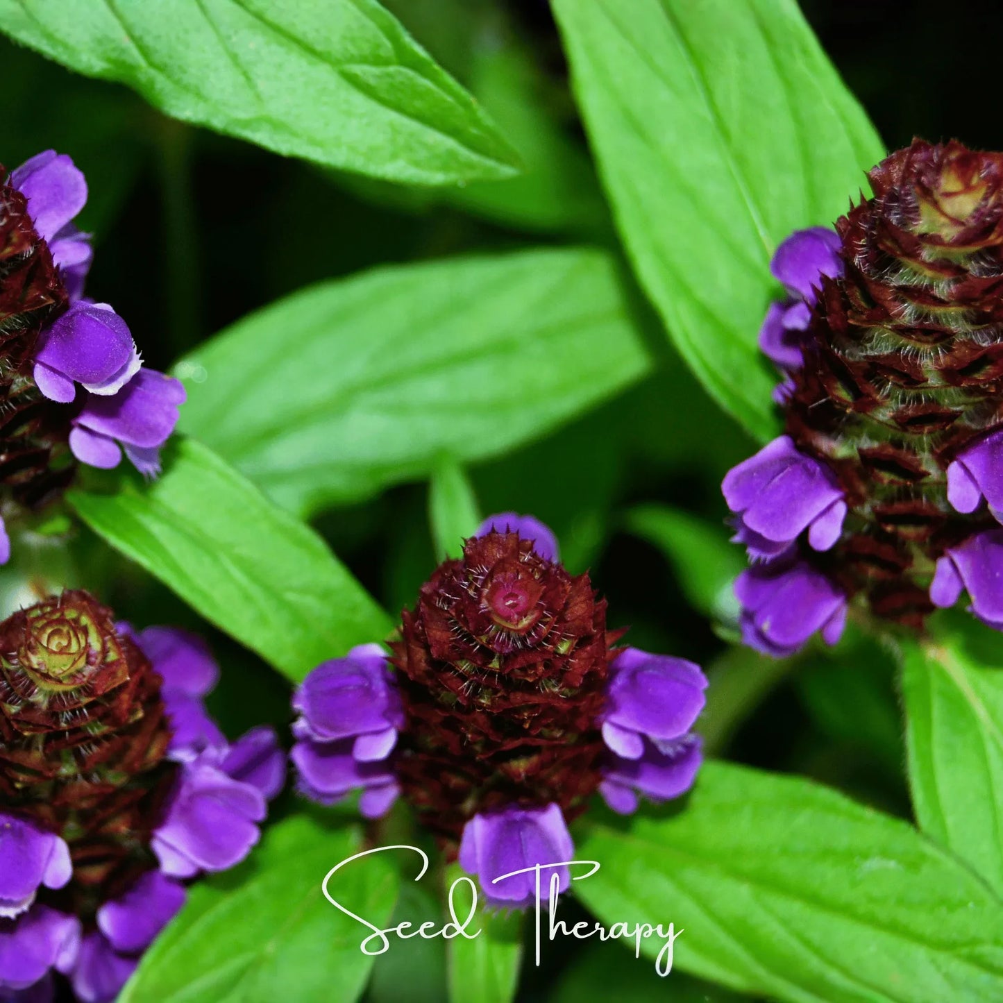 Self Heal (Heal All, All Heal) – 50 Seeds