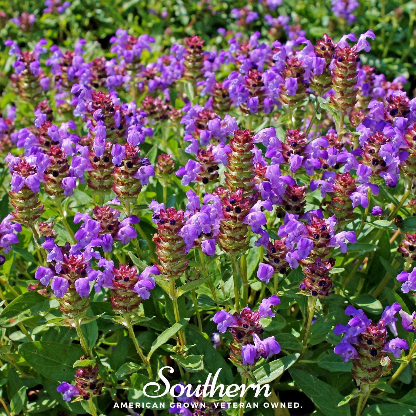 Self Heal (Heal All, All Heal) – 50 Seeds