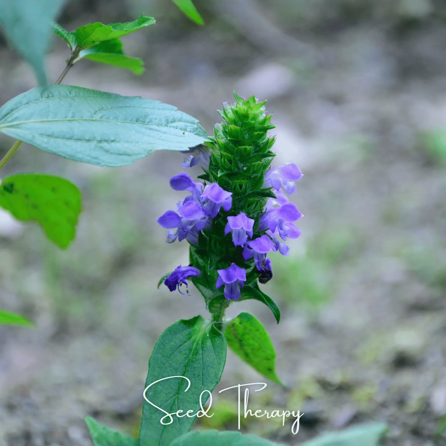 Self Heal (Heal All, All Heal) – 50 Seeds