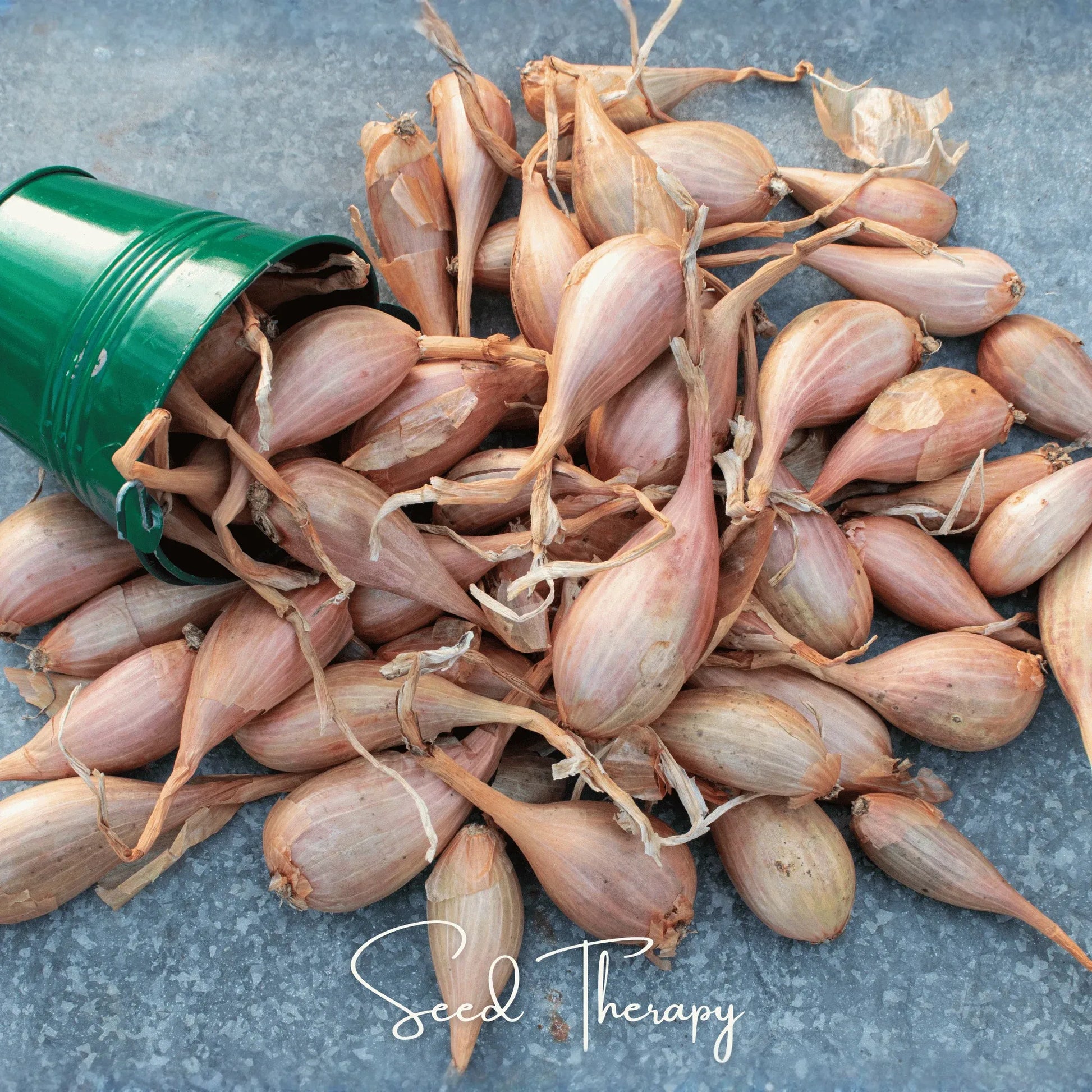 Zebrune Shallot – 25 Seeds