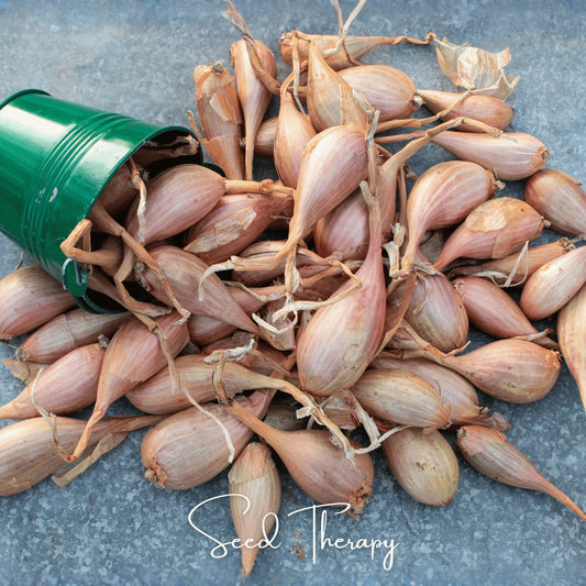 Zebrune Shallot – 25 Seeds