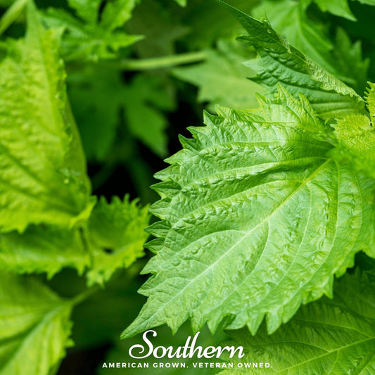 Green Shiso – 200 Seeds