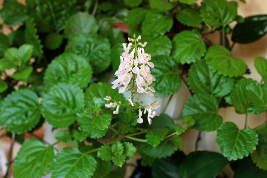 4 Live Swedish Ivy Plants | Creeping Charlie Bare Rooted | Plectranthus verticillatus | Fast-Growing Indoor Ground Cover