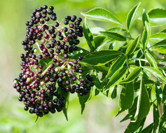 12 American Elderberry Cuttings – Sambucus canadensis Adams & York – Unrooted Live Shrubs for Wildlife Gardens, Hedges & Landscaping