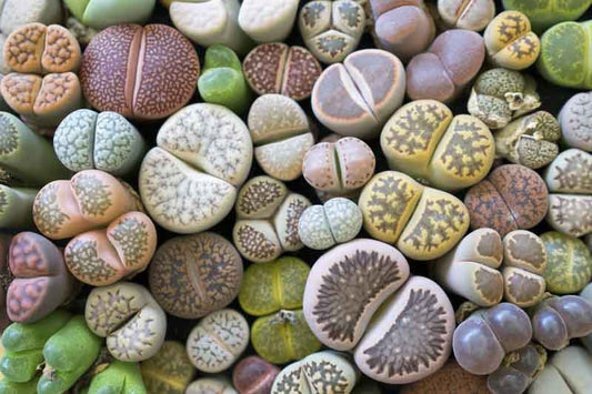 Lithops Living Stones – 10 Live Succulent Plants | Rare Imported Variety | Bare Root 1” | Easy Care Indoor Decor