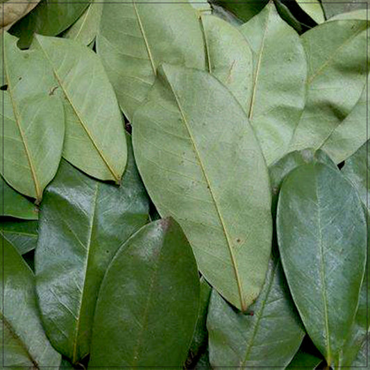 Soursop Leaf