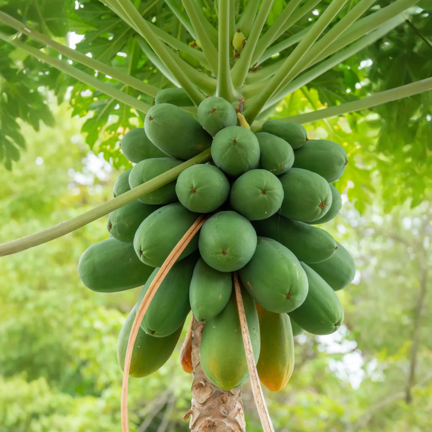 Papaya 'Dwarf Red Lady' (Carica papaya)