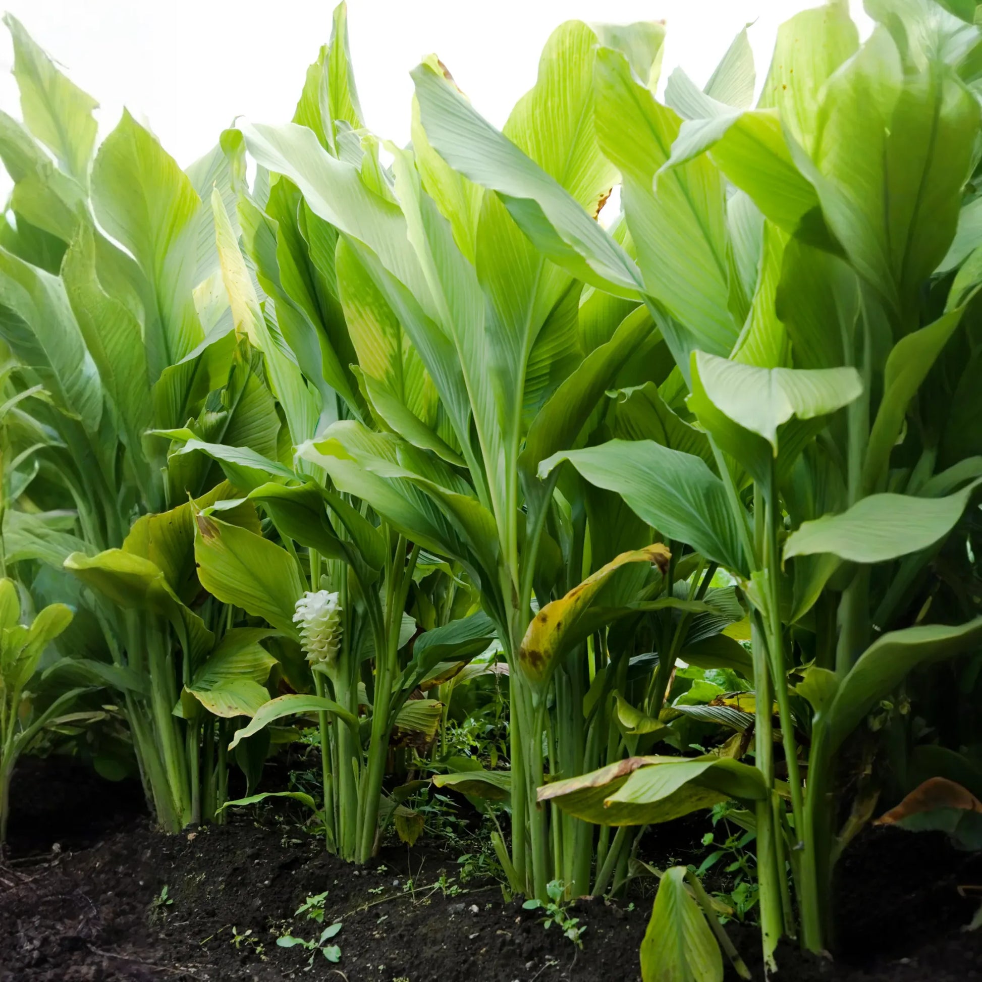 Turmeric, Orange (Curcuma longa)