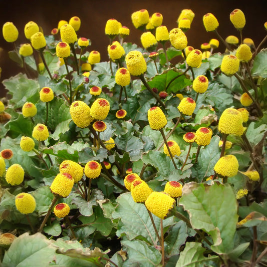 Electric Daisy Toothache Plant (Spilanthes acmella)