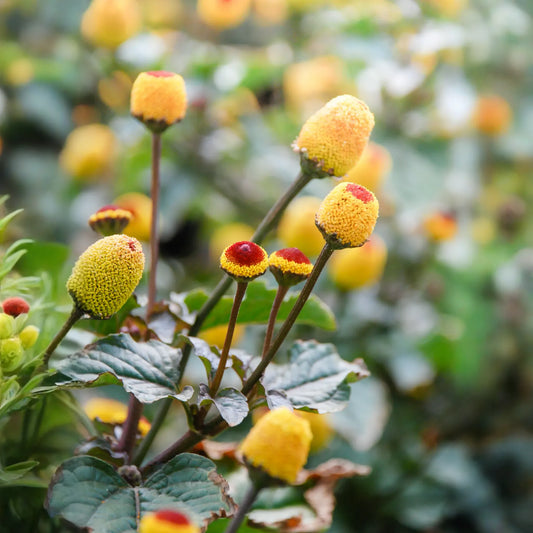Electric Daisy Toothache Plant (Spilanthes acmella)