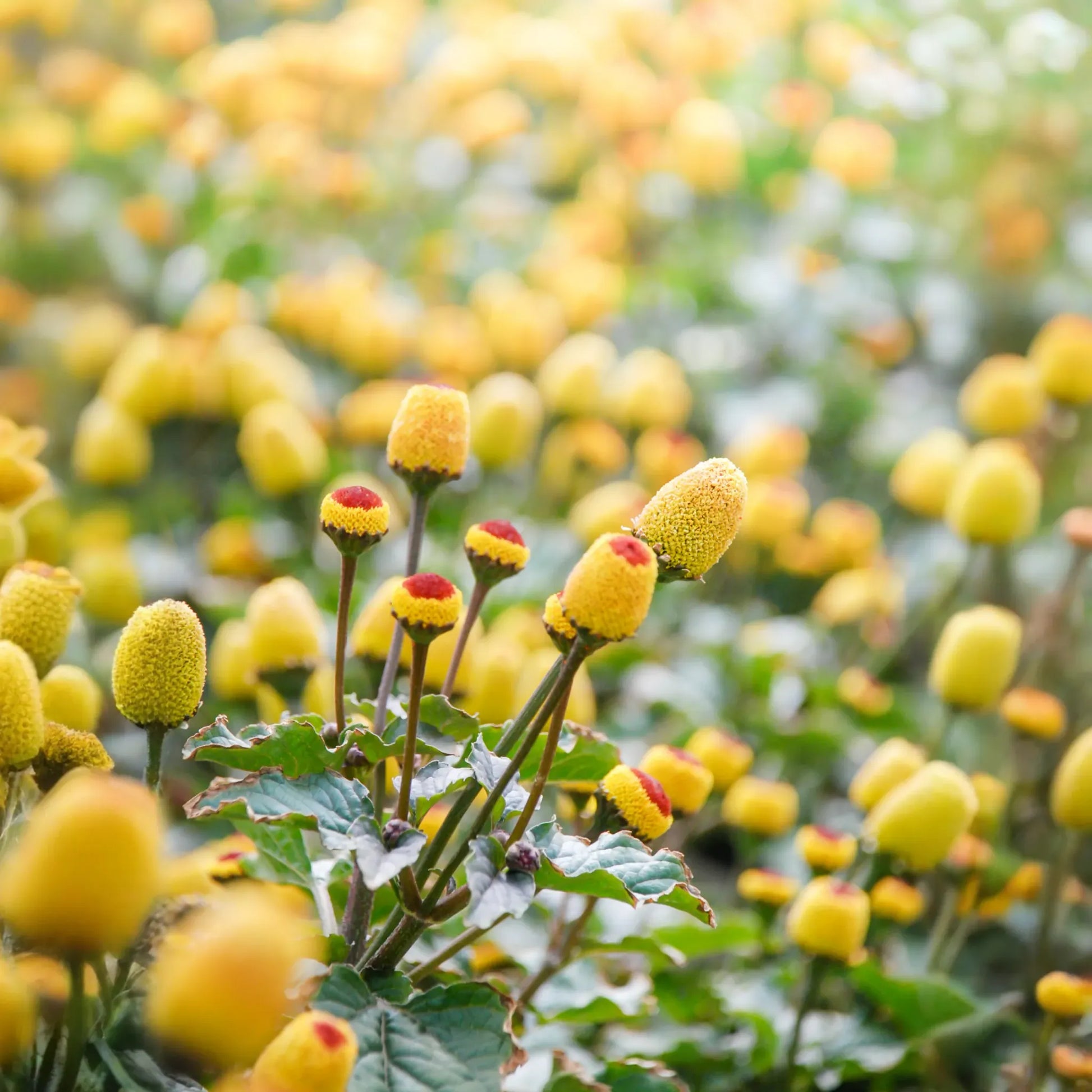 Electric Daisy Toothache Plant (Spilanthes acmella)