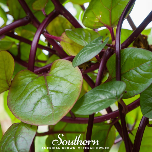 Malabar Red Spinach – 100 Seeds