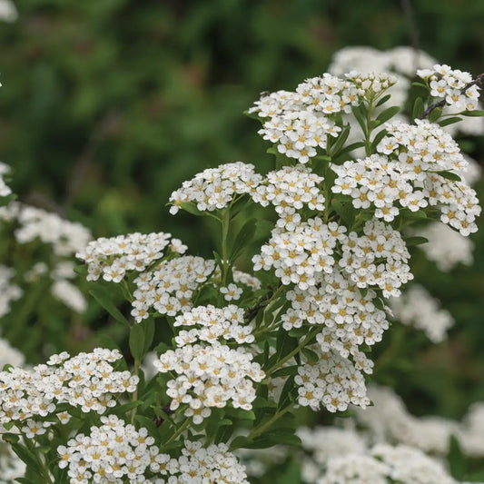 White Wedding Cake Spirea Cuttings (10 Unrooted, 6–8”) – Bridalwreath-Type Shrub – Easy to Root – Flowering Hedge or Garden Plant