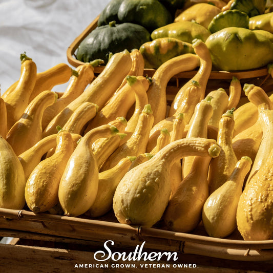 Crookneck Summer Squash – 50 Seeds