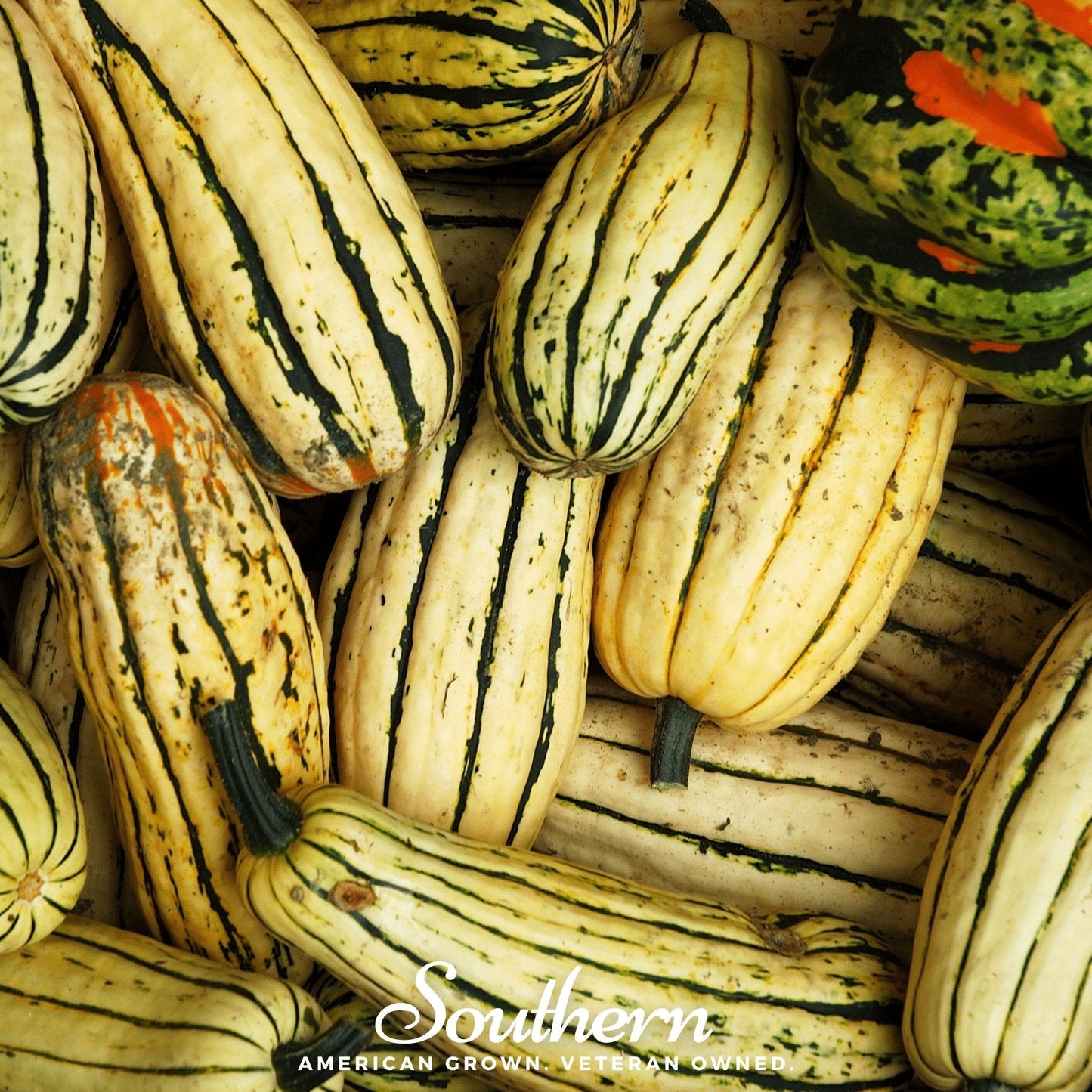 Delicata Squash – 20 Seeds