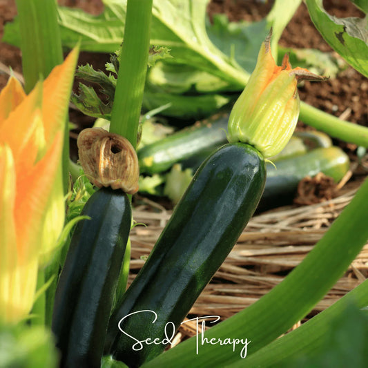 Black Beauty Summer Zucchini Squash – 25 Seeds