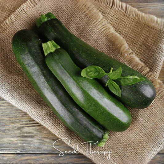 Dark Green Zucchini Summer Squash – 25 Seeds
