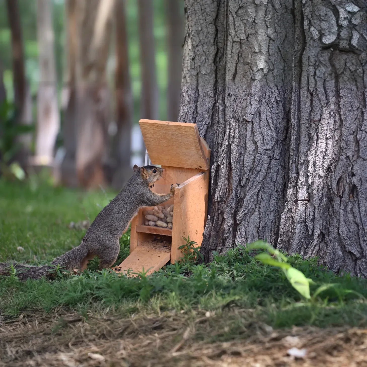 Squirrel Feeder with Lid Lift Mechanism Plans