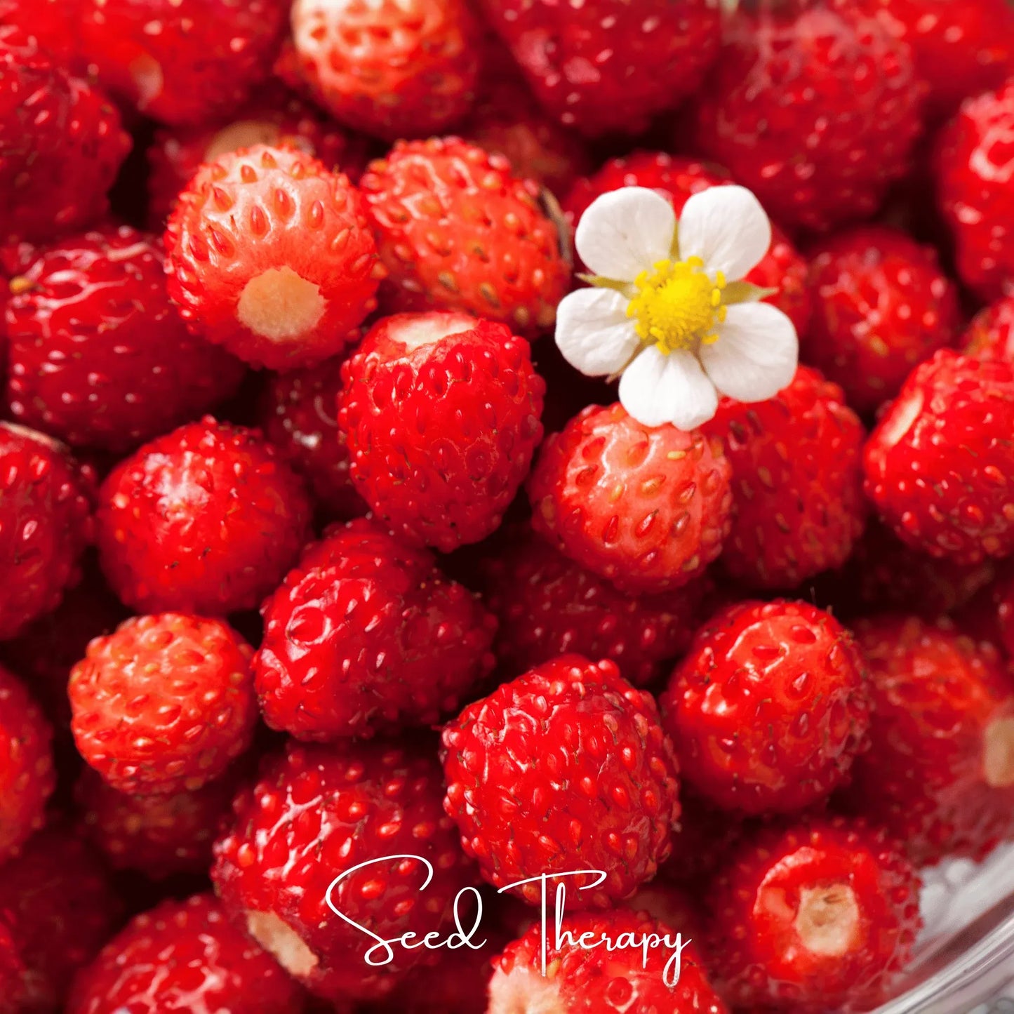 Wild Red Strawberry – 200 Seeds