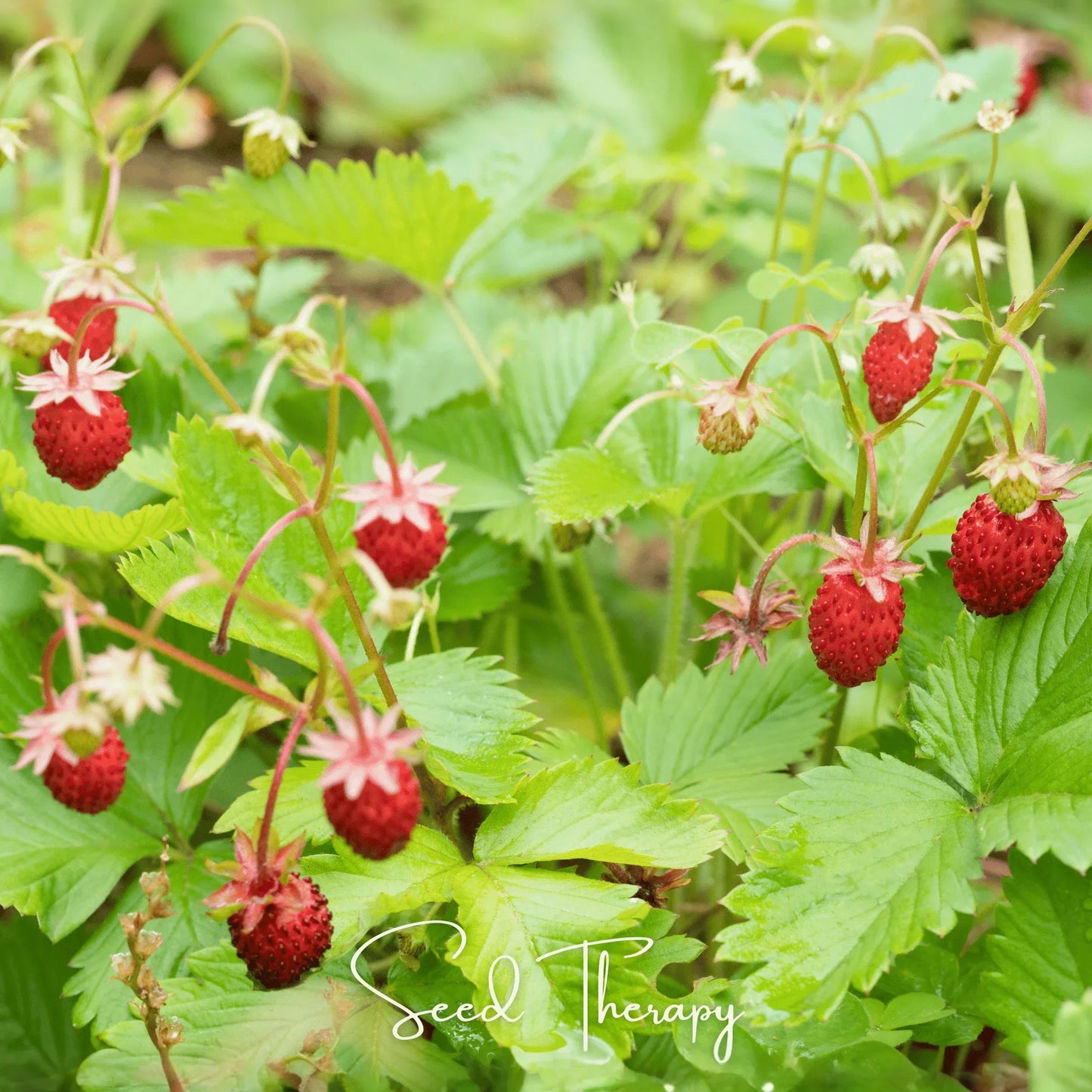 Wild Red Strawberry – 200 Seeds
