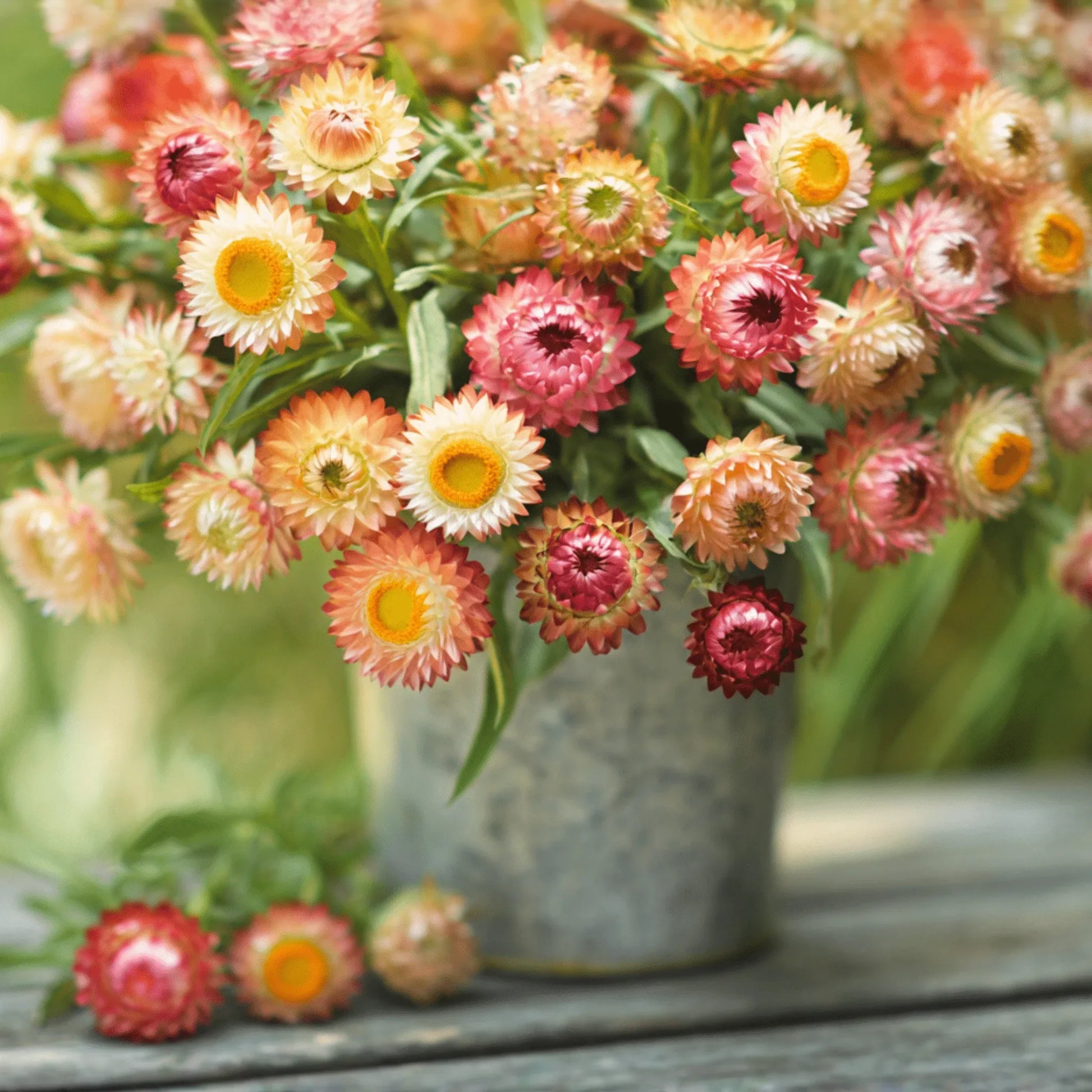 Apricot Peach Strawflower – 25 Seeds