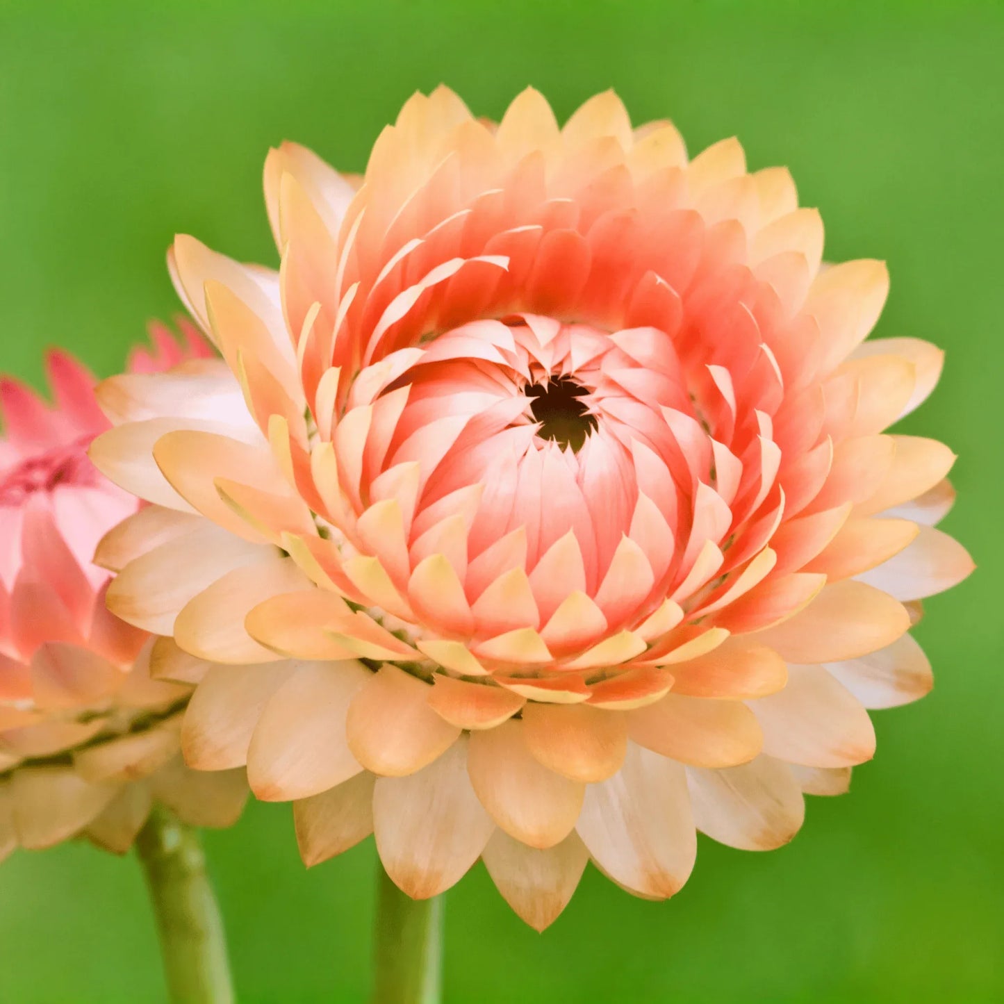 Apricot Peach Strawflower – 25 Seeds