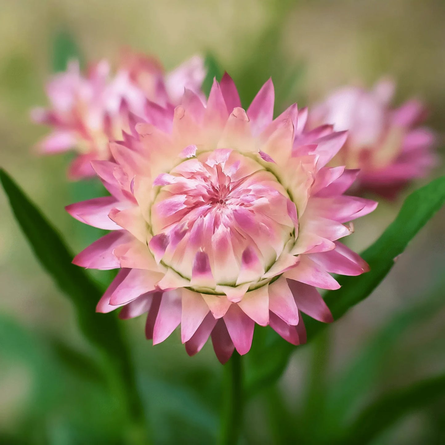 Silver Rose Strawflower – 25 Seeds