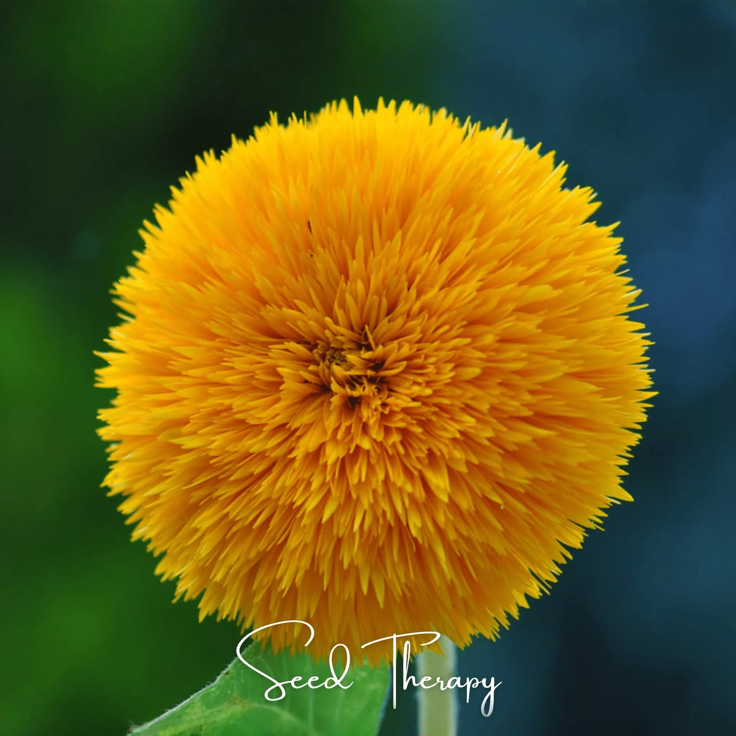 Giant Sungold Sunflower – 25 Seeds