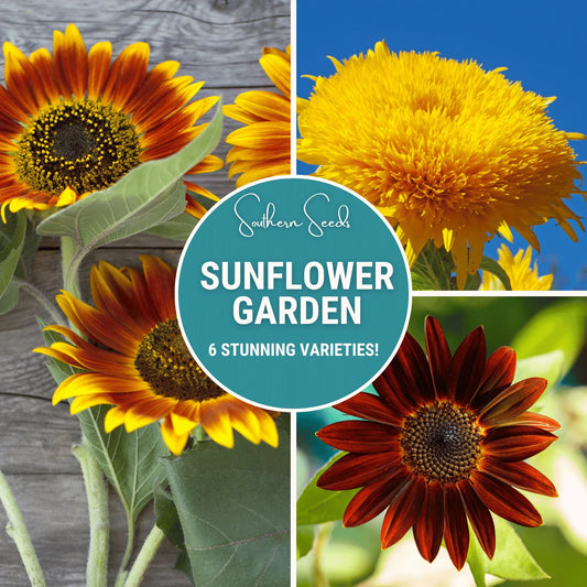 Sunflower Seed Collection – 6 Varieties