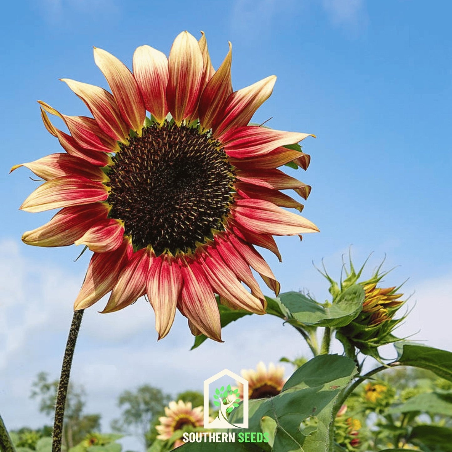 Strawberry Blonde Sunflower – 25 Seeds