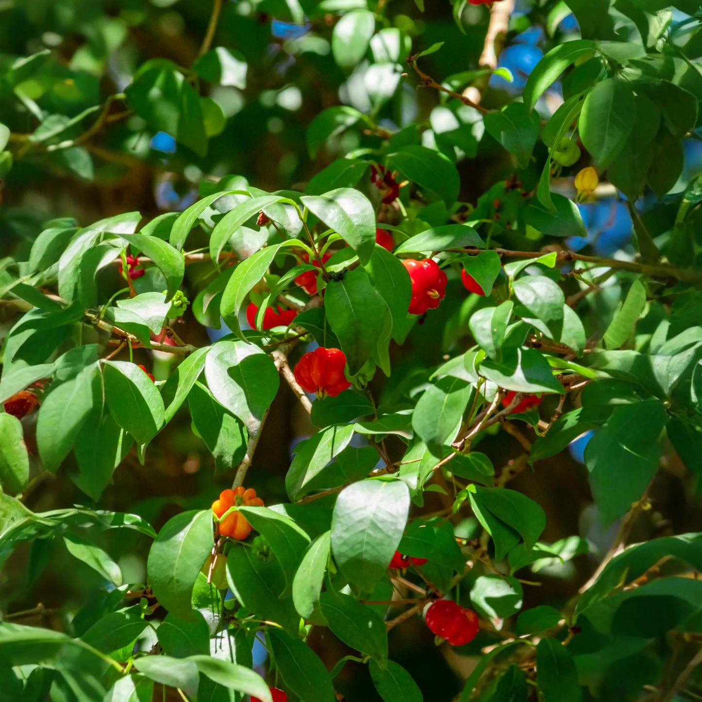 Surinam Cherry (Eugenia uniflora)