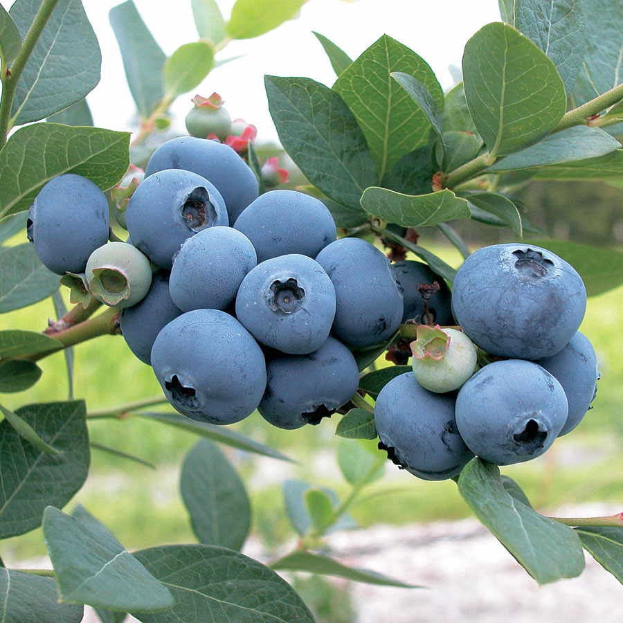 Blueberry, Hybrid Highbush 'Sweetheart' (2-year, 16-20 inch, 1-liter)